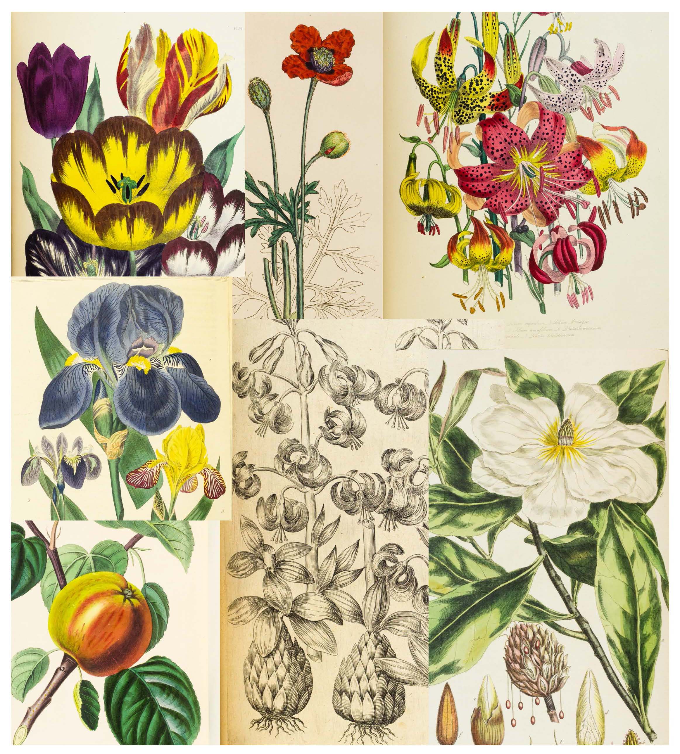 E-List 7: Botanicals and Herbals