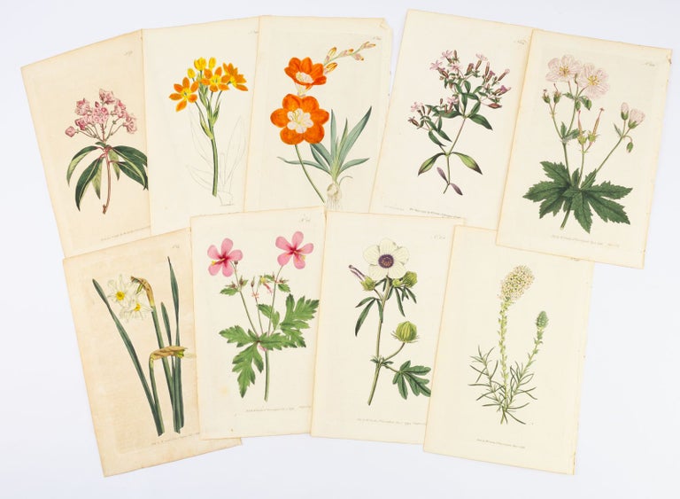 (BH6315) A COLLECTION OF 13 HAND-COLORED FLOWER PLATES FROM CURTIS' "THE BOTANICAL...