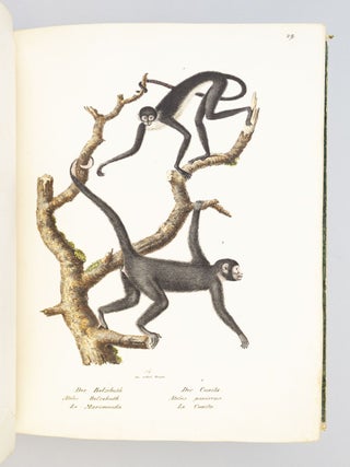 NATURGESCHICHTE UND ABBILDUNGEN DER SÄUGETHIERE.
