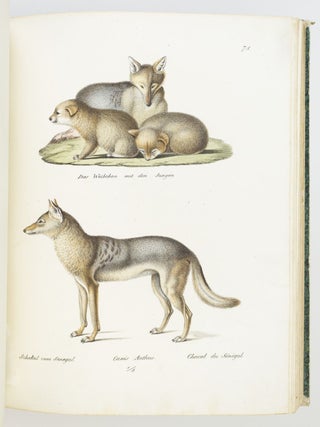 NATURGESCHICHTE UND ABBILDUNGEN DER SÄUGETHIERE.
