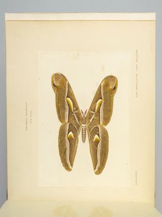 AS NATURE SHOWS THEM, MOTHS AND BUTTERFLIES OF THE UNITED STATES EAST OF THE ROCKY MOUNTAINS.