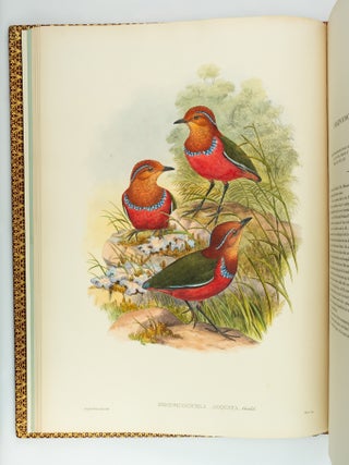 MONOGRAPH OF THE PITTIDAE. JOHN GOULD.