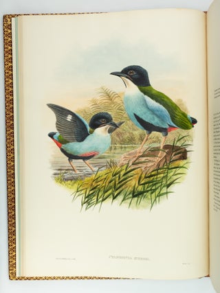 MONOGRAPH OF THE PITTIDAE.