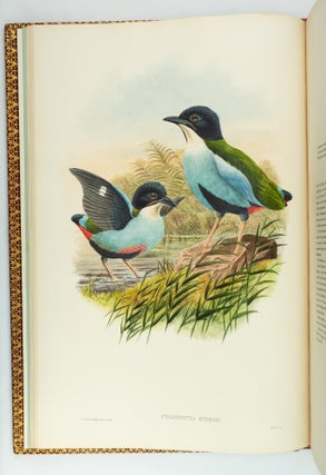MONOGRAPH OF THE PITTIDAE.