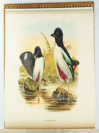 MONOGRAPH OF THE PITTIDAE.