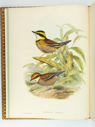 MONOGRAPH OF THE PITTIDAE.
