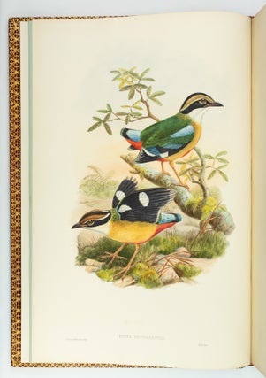 MONOGRAPH OF THE PITTIDAE.