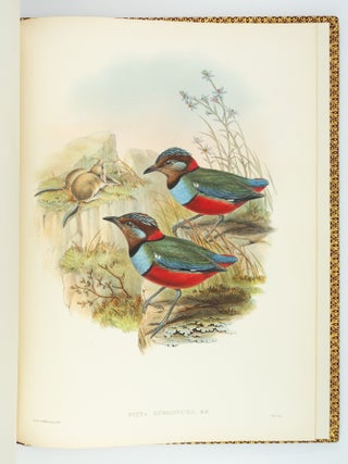 MONOGRAPH OF THE PITTIDAE.