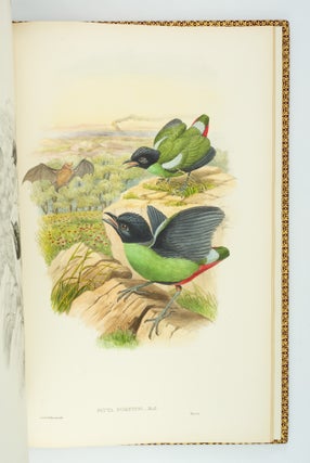 MONOGRAPH OF THE PITTIDAE.