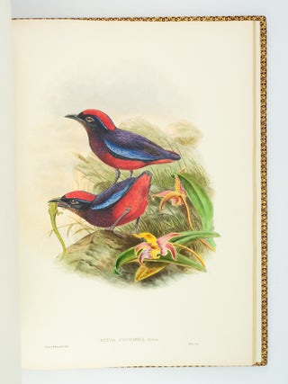 MONOGRAPH OF THE PITTIDAE.
