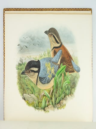 MONOGRAPH OF THE PITTIDAE.