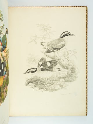 MONOGRAPH OF THE PITTIDAE.