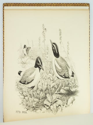 MONOGRAPH OF THE PITTIDAE.
