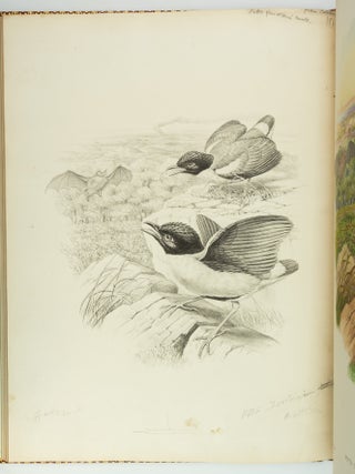 MONOGRAPH OF THE PITTIDAE.