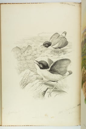 MONOGRAPH OF THE PITTIDAE.