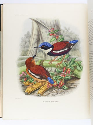 A MONOGRAPH OF THE PITTIDAE, OR FAMILY OF ANT-THRUSHES.