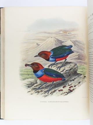 A MONOGRAPH OF THE PITTIDAE, OR FAMILY OF ANT-THRUSHES.