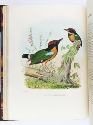 A MONOGRAPH OF THE PITTIDAE, OR FAMILY OF ANT-THRUSHES.