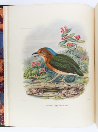 A MONOGRAPH OF THE PITTIDAE, OR FAMILY OF ANT-THRUSHES.