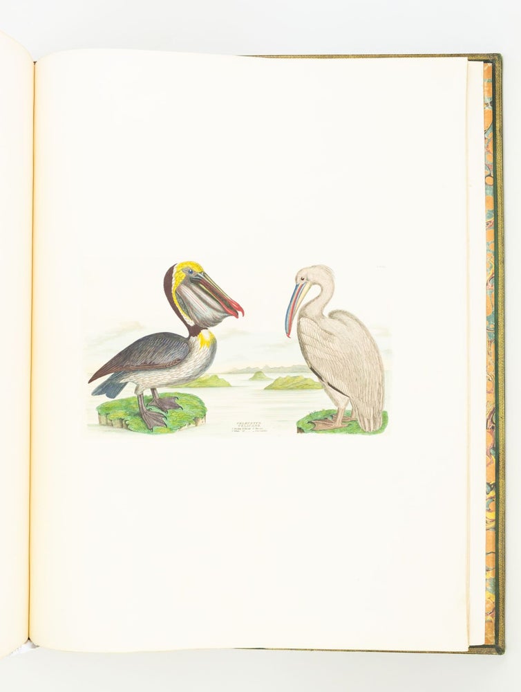 (Lhi21005) ILLUSTRATIONS OF THE AMERICAN ORNITHOLOGY OF ALEXANDER WILSON AND CHARLES...