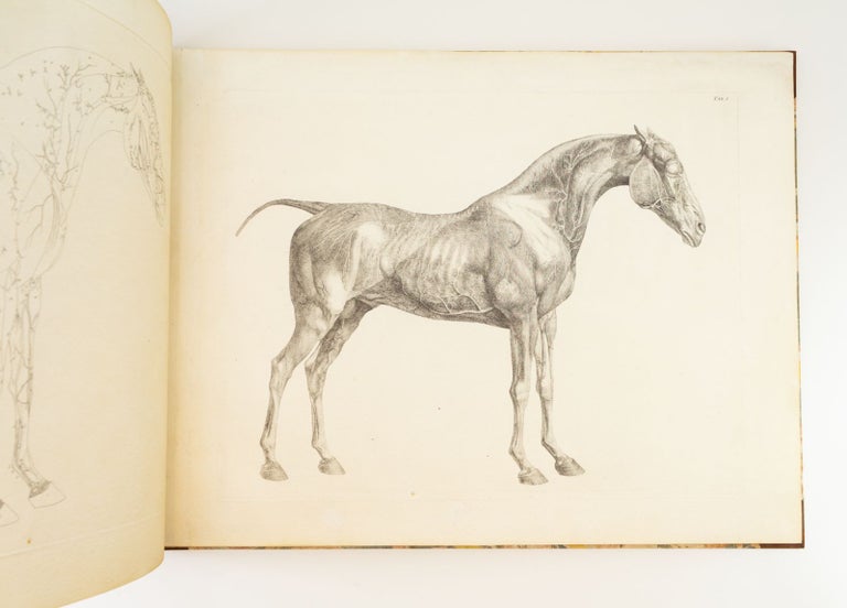 (Lhi21053) THE ANATOMY OF THE HORSE, INCLUDING A PARTICULAR DESCRIPTION OF THE BONES,...