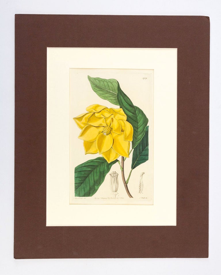 (ST07803a-5h) A COLLECTION OF 16 HAND-COLORED PLATES FROM "[SYDENHAM] EDWARDS' BOTANICAL...