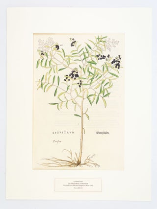 ORIGINALBL&Auml;TTER AUS FR&Uuml;HEN KR&Auml;UTERB&Uuml;CHERN 15. BIS 17. JAHRHUNDERT. EARLY IMPRINTS LEAF BOOK - HERBALS.