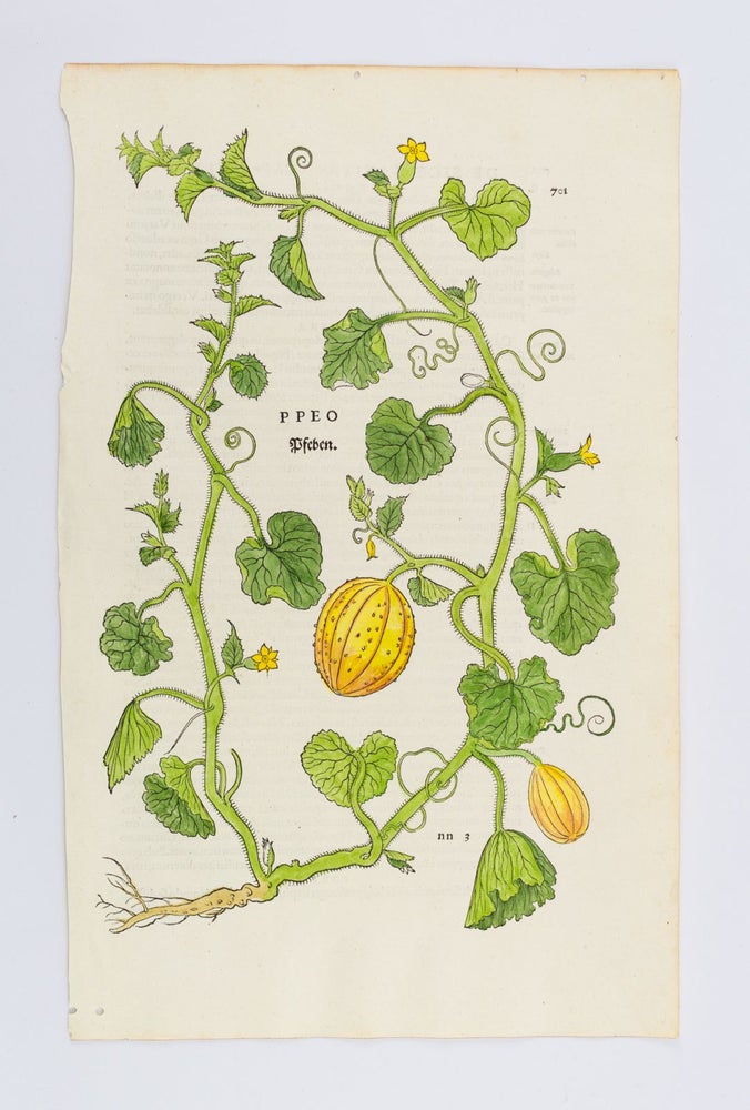 (ST12778-0858) A COLLECTION OF 11 HAND-COLORED LEAVES FROM "DE HISTORIA STIRPIUM...