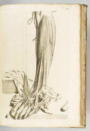 ANATOMIA CORPORUM HUMANORUM.