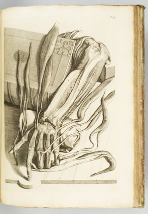 ANATOMIA CORPORUM HUMANORUM.