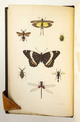 A TREATISE ON SOME OF THE INSECTS INJURIOUS TO VEGETATION.