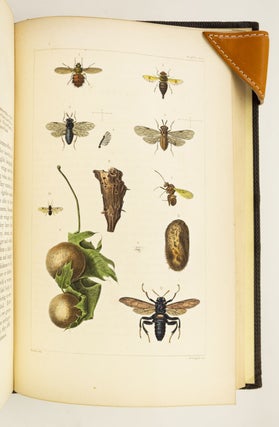 A TREATISE ON SOME OF THE INSECTS INJURIOUS TO VEGETATION.
