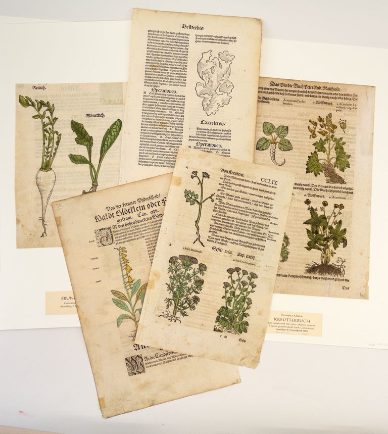 (ST16419a) INCLUDING ONE INCUNABLE A COLLECTION OF FIVE LEAVES FROM EARLY PRINTED HERBALS, OFFERED AS A. GROUP.