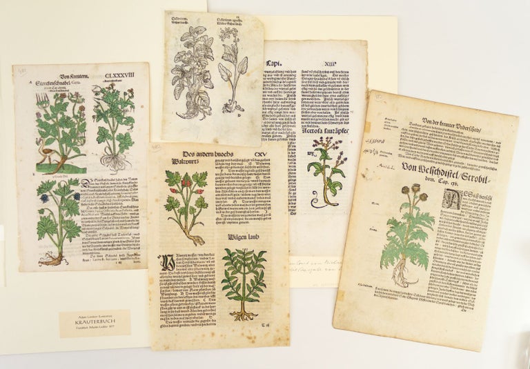 (ST16419b) INCLUDING ONE INCUNABLE A COLLECTION OF FIVE LEAVES FROM EARLY PRINTED HERBALS, OFFERED AS A. GROUP.