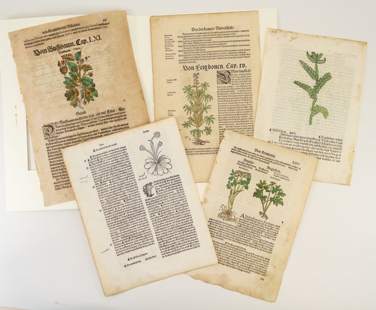 (ST16420b) INCLUDING ONE INCUNABLE A COLLECTION OF FIVE LEAVES FROM EARLY PRINTED HERBALS, OFFERED AS A. GROUP.