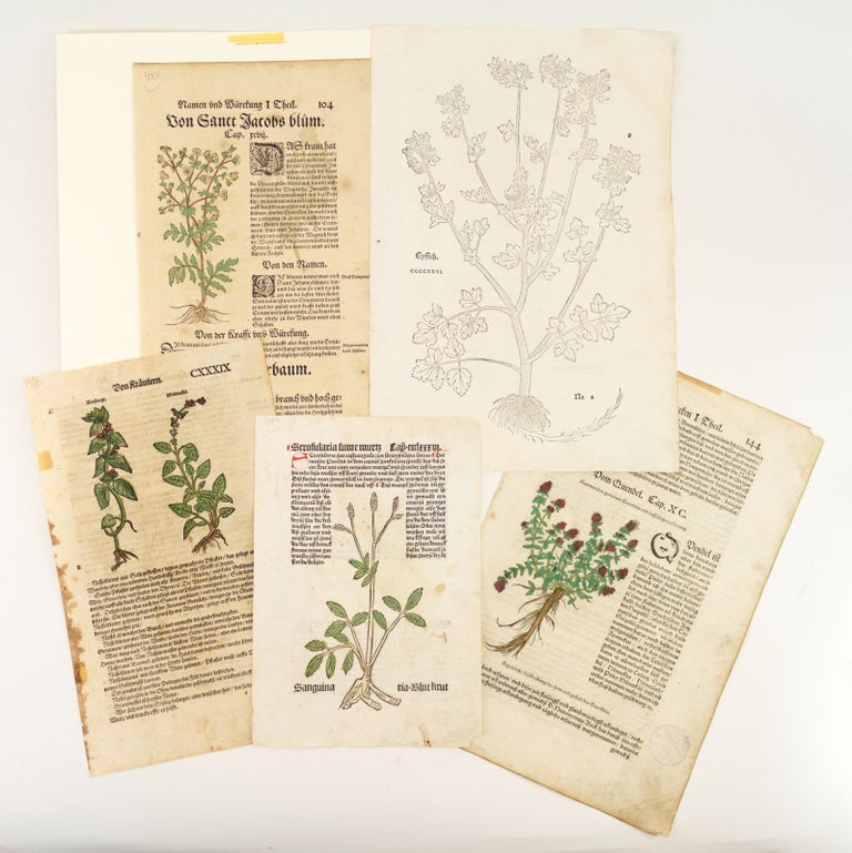(ST16421b) INCLUDING ONE INCUNABLE A COLLECTION OF FIVE LEAVES FROM EARLY PRINTED HERBALS, OFFERED AS A. GROUP.