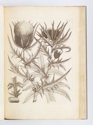 FLORA PEDEMONTANA SIVE ENUMERATIO METHODICA STIRPIUM INDIGENARUM PEDEMONTII.