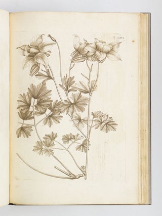 FLORA PEDEMONTANA SIVE ENUMERATIO METHODICA STIRPIUM INDIGENARUM PEDEMONTII.