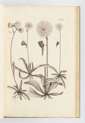 FLORA PEDEMONTANA SIVE ENUMERATIO METHODICA STIRPIUM INDIGENARUM PEDEMONTII.