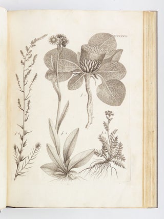 FLORA PEDEMONTANA SIVE ENUMERATIO METHODICA STIRPIUM INDIGENARUM PEDEMONTII.