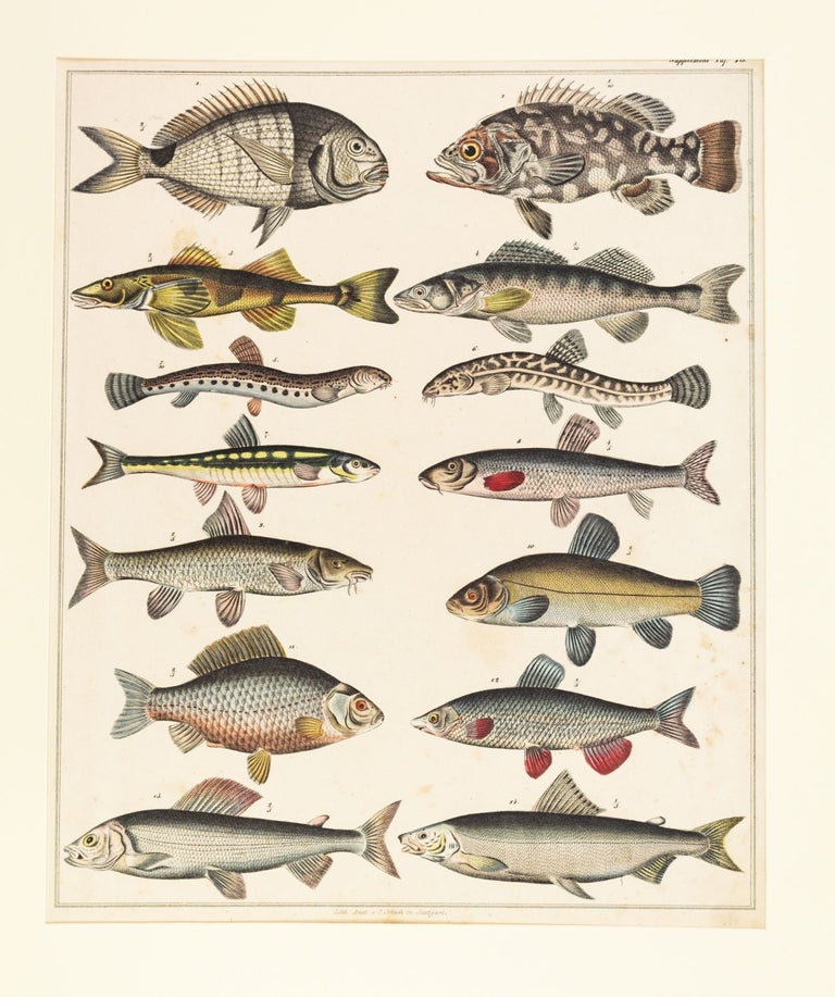 (ST18431) TIERBUCHER AUS FUNF JARHUNDERTEN. LEAF BOOK - ZOOLOGY, CLAUS NISSEN