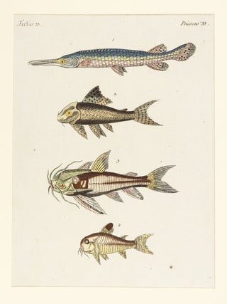 TIERBUCHER AUS FUNF JARHUNDERTEN.