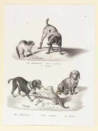 TIERBUCHER AUS FUNF JARHUNDERTEN.