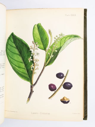 FLORA HOMOEOPATHICA; OR, ILLUSTRATIONS AND DESCRIPTIONS OF THE MEDICINAL PLANTS USED AS HOMOEOPATHIC REMEDIES.