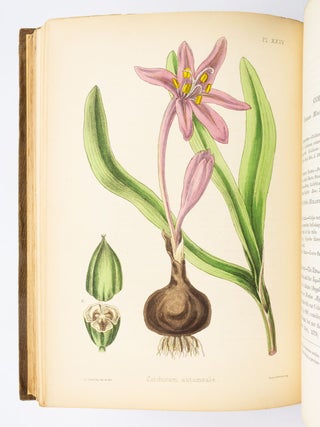 FLORA HOMOEOPATHICA; OR, ILLUSTRATIONS AND DESCRIPTIONS OF THE MEDICINAL PLANTS USED AS HOMOEOPATHIC REMEDIES.