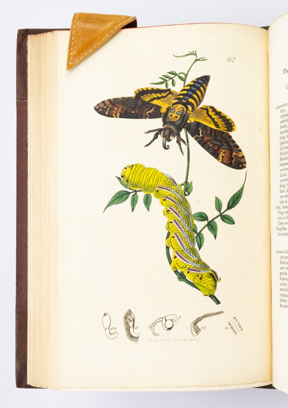 BRITISH ENTOMOLOGY | JOHN CURTIS | FIRST EDITION, first volume with ...