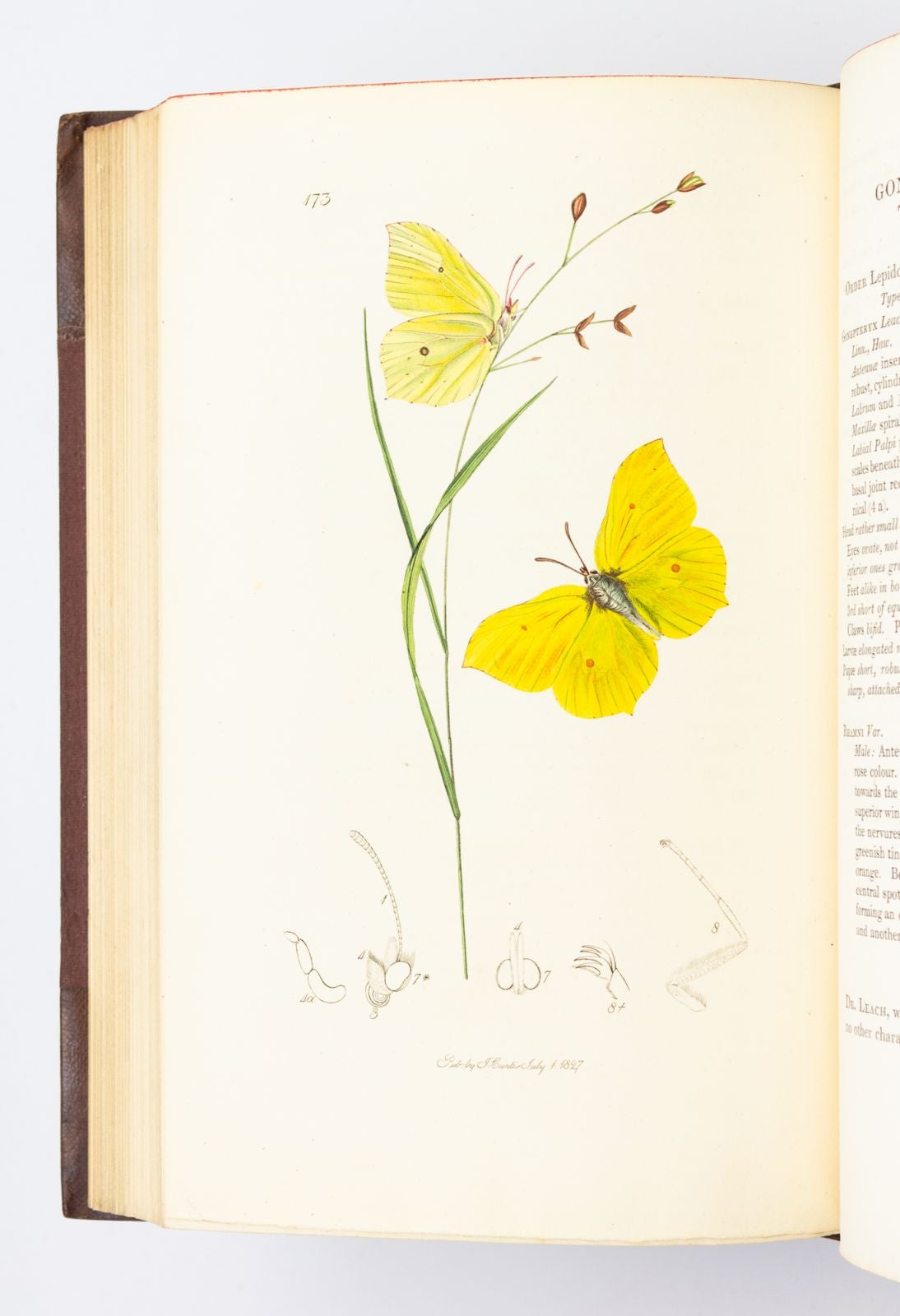 BRITISH ENTOMOLOGY | JOHN CURTIS | FIRST EDITION, first volume with ...