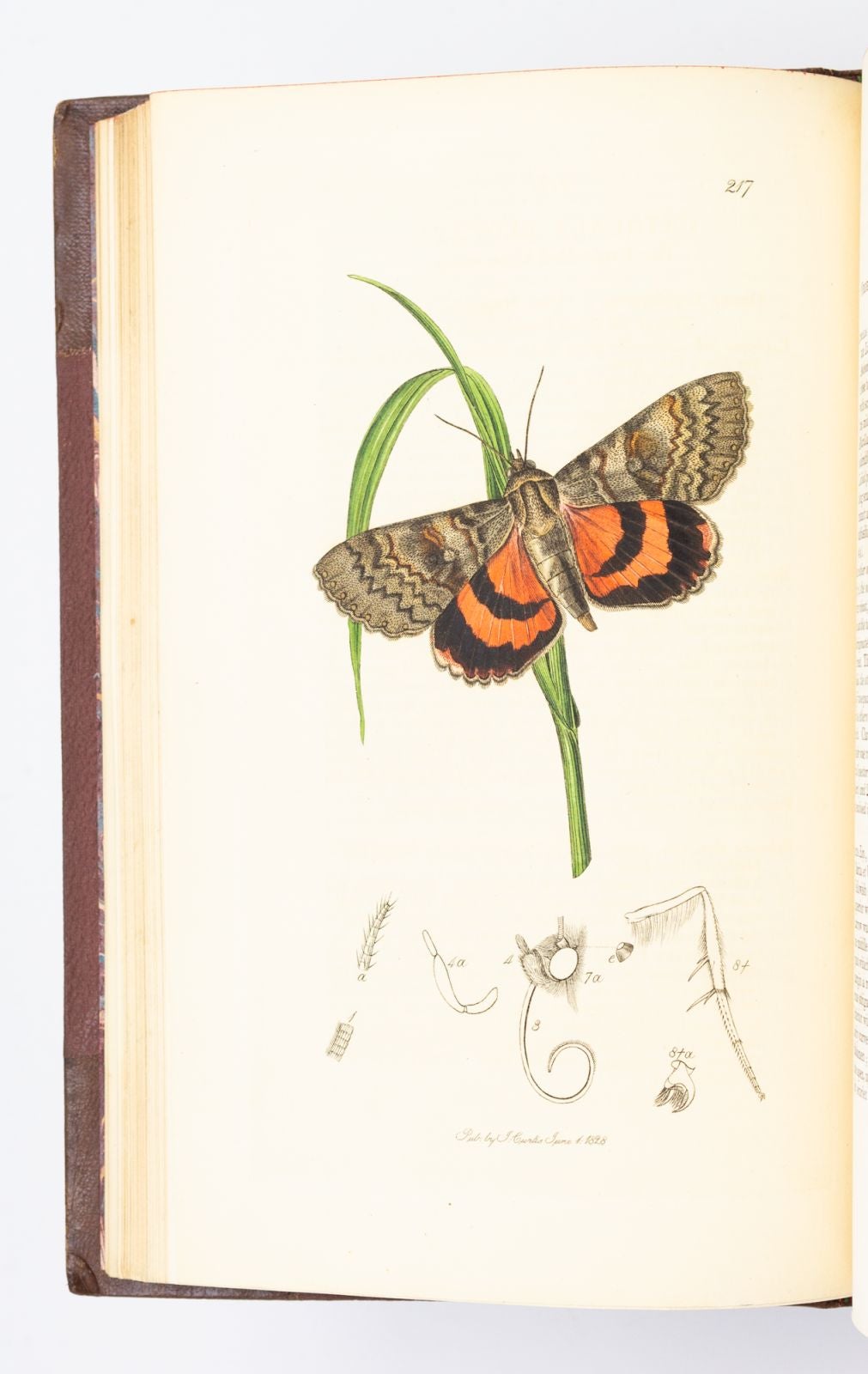 BRITISH ENTOMOLOGY | JOHN CURTIS | FIRST EDITION, first volume with ...