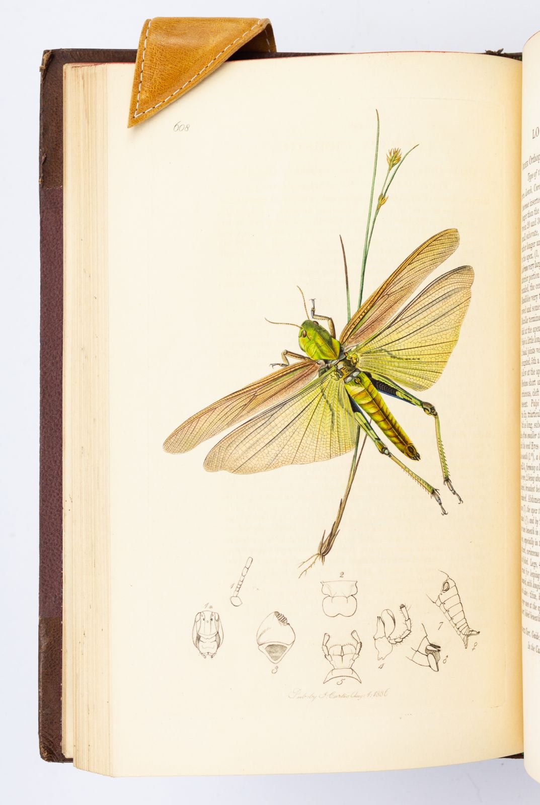 BRITISH ENTOMOLOGY | JOHN CURTIS | FIRST EDITION, first volume with ...