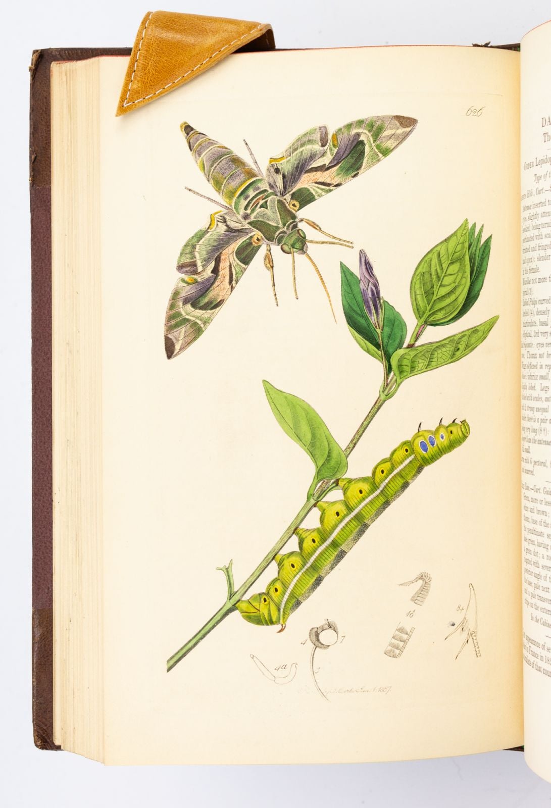 BRITISH ENTOMOLOGY | JOHN CURTIS | FIRST EDITION, first volume with ...